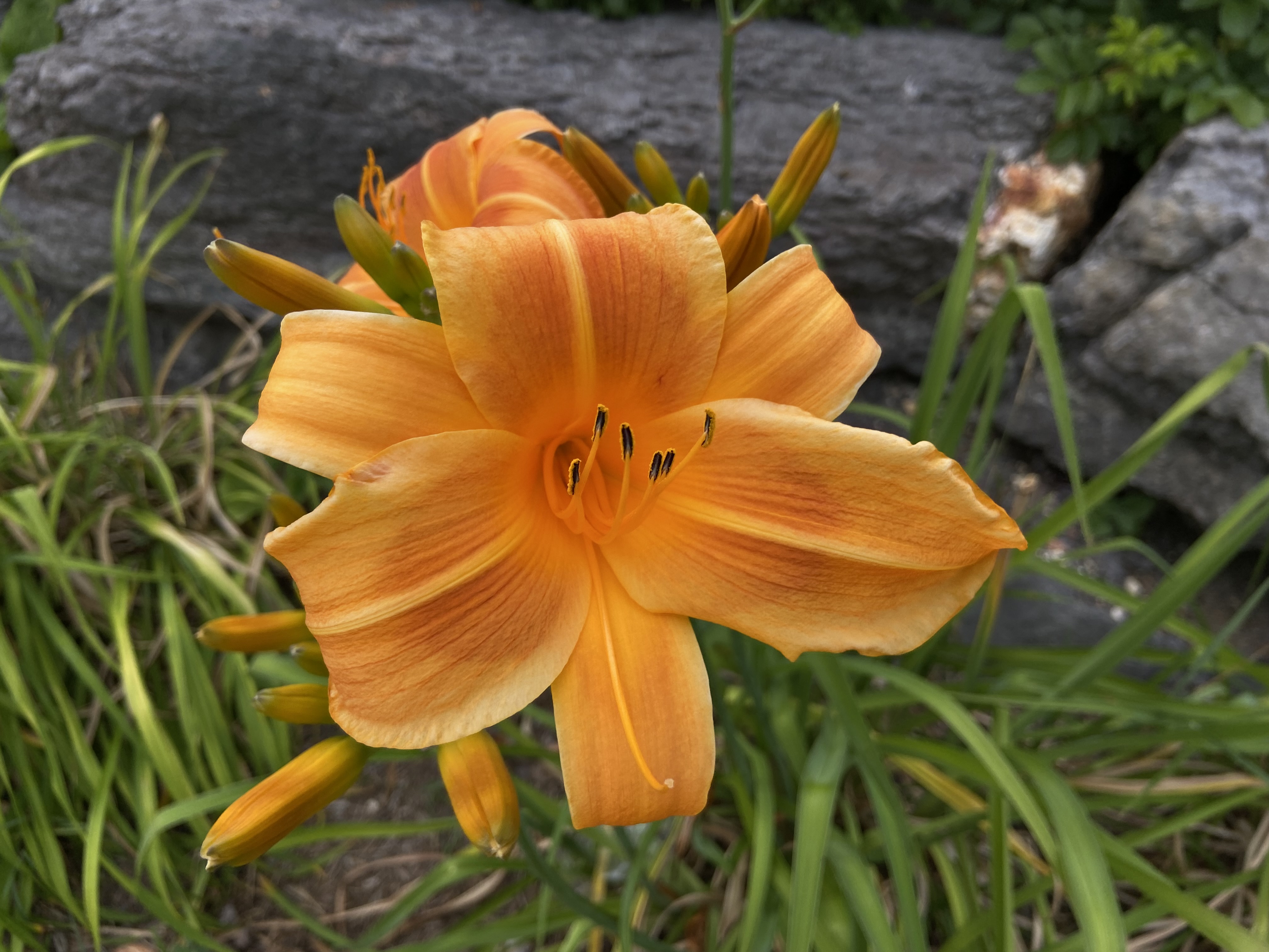 an orange daylily I photographed in Kanata with my iPhone 11